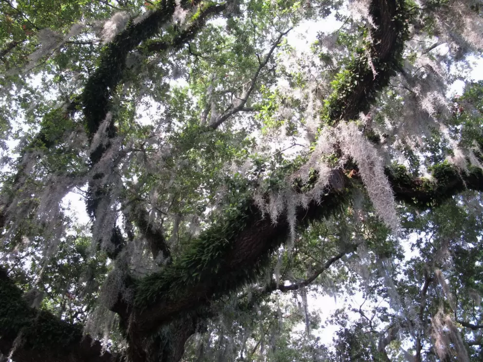 Spanish moss catching the light.