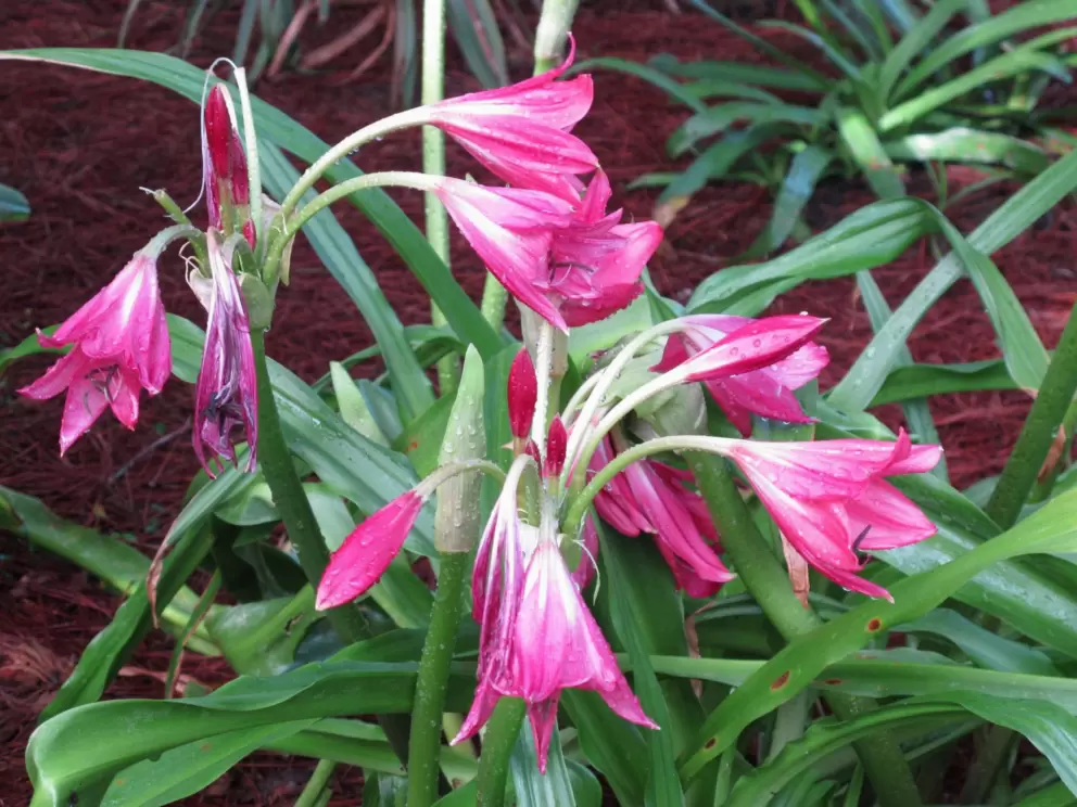 Dark-pink lilies.
