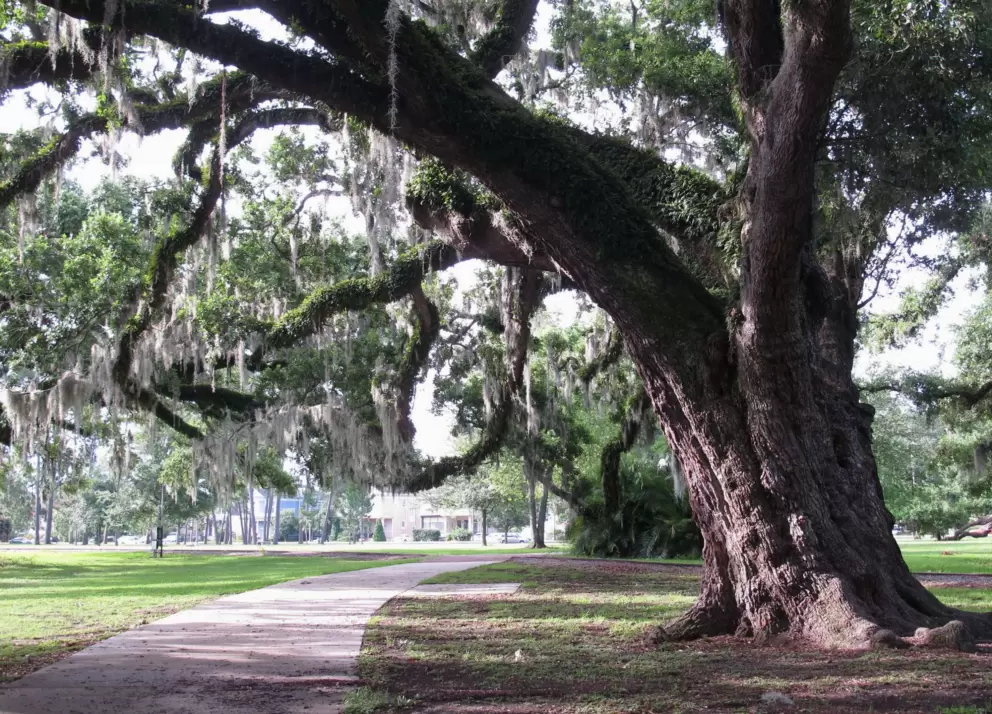 Wonderful tree with knobby trunk.