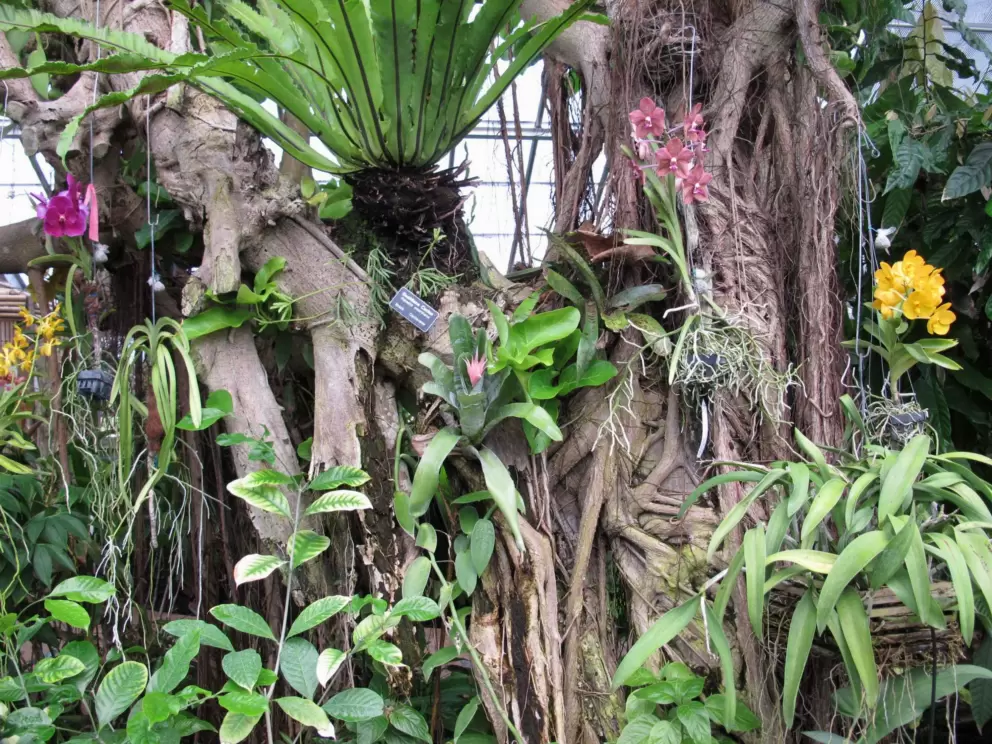 Orchids in the tropical rainforest.