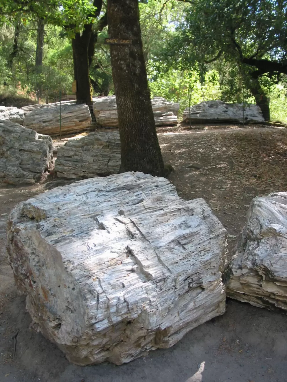 Petrified wood.