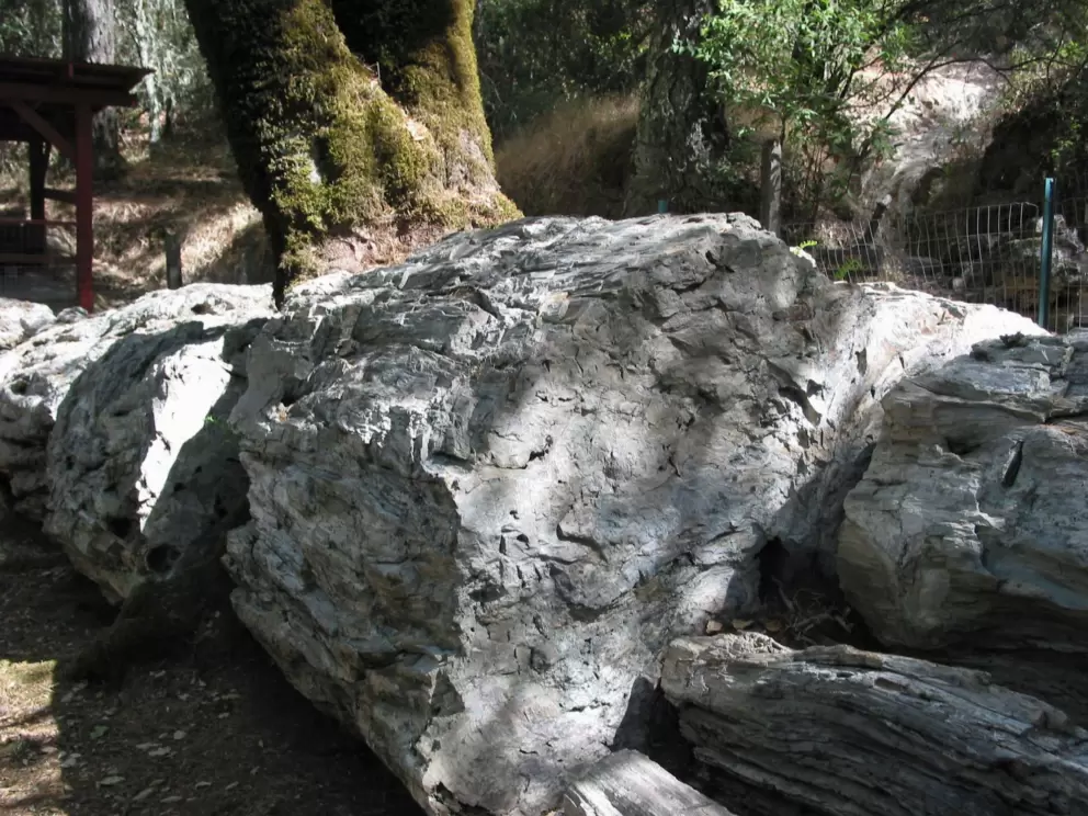More petrified wood!