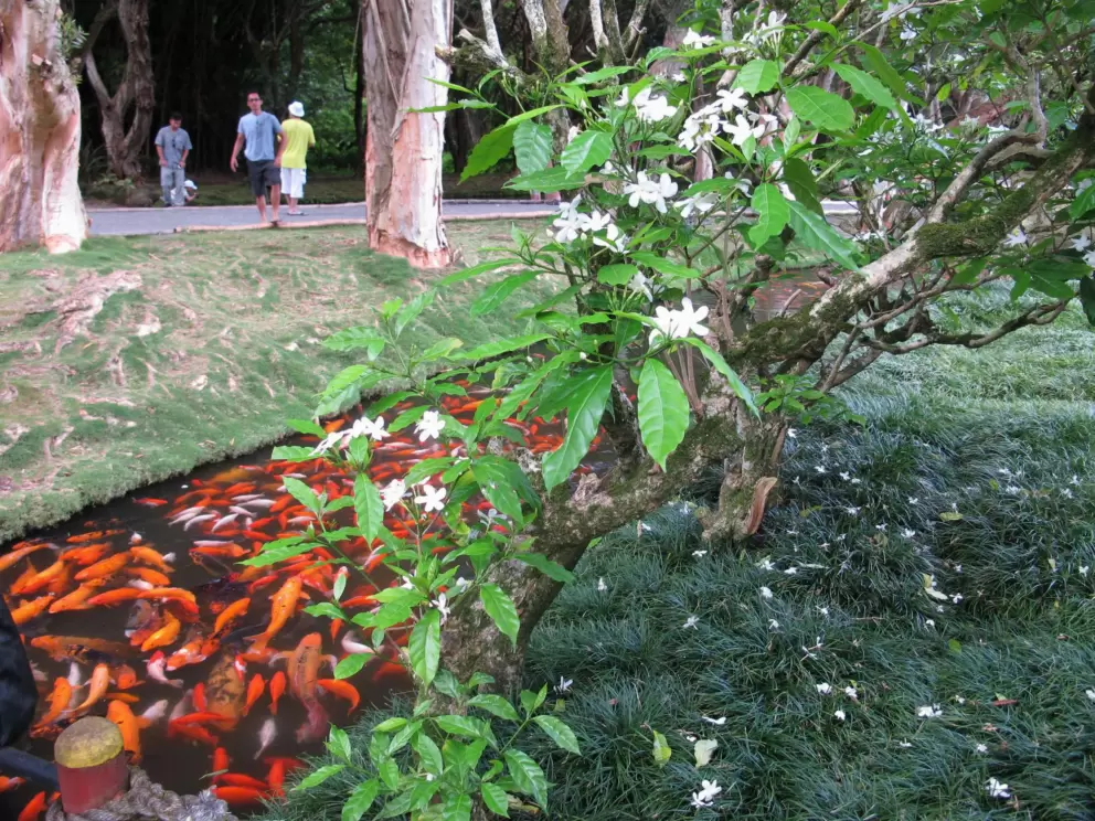 Koi and flowers- abundance!