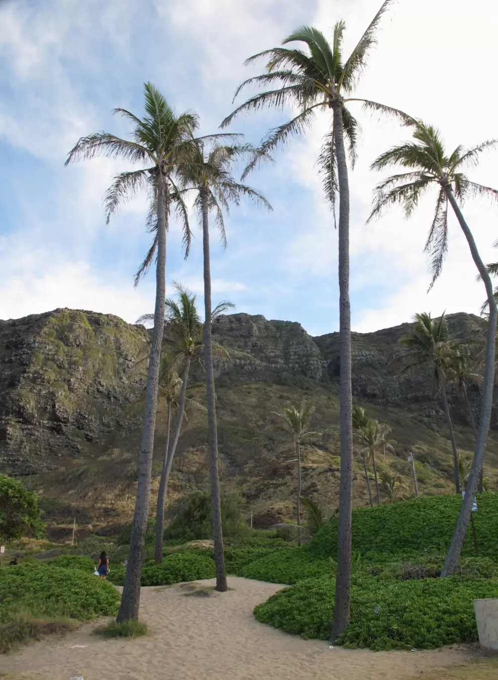 Tall coconut trees in the sand.