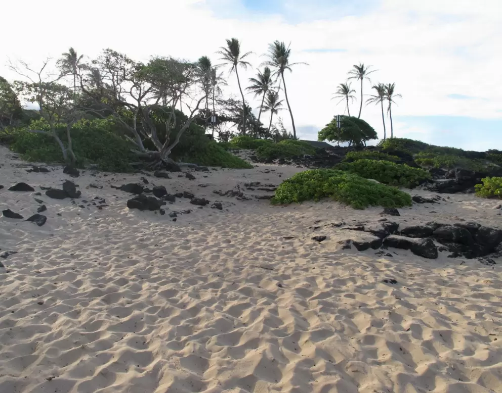 Aaah yeah.... sand and coconut trees in the golden late afternoon light.