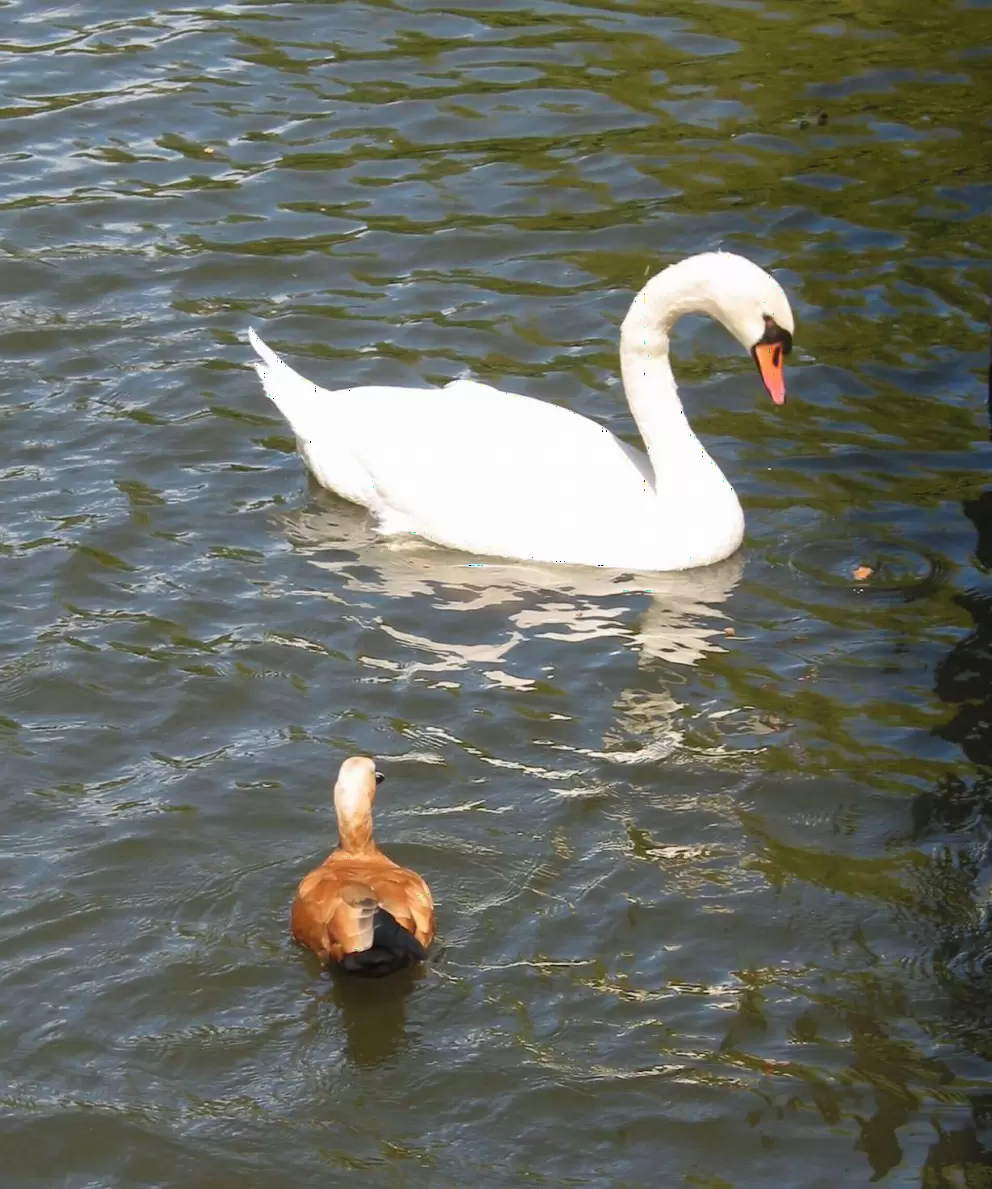 The swan at Jade Lake beside Montelena Chateau winery.
