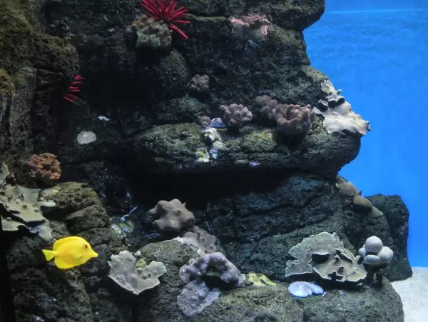 Waikiki  Aquarium