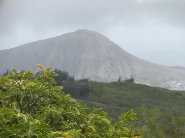 Cherry guava bush, with Koko Head behind.