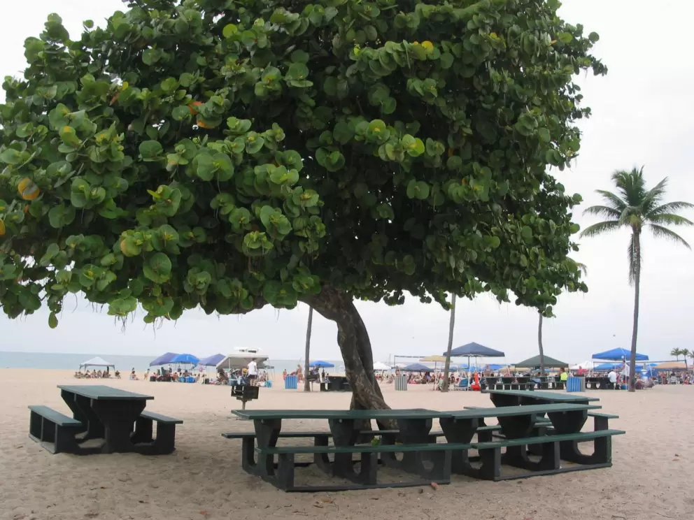 Shady picnic tables.
