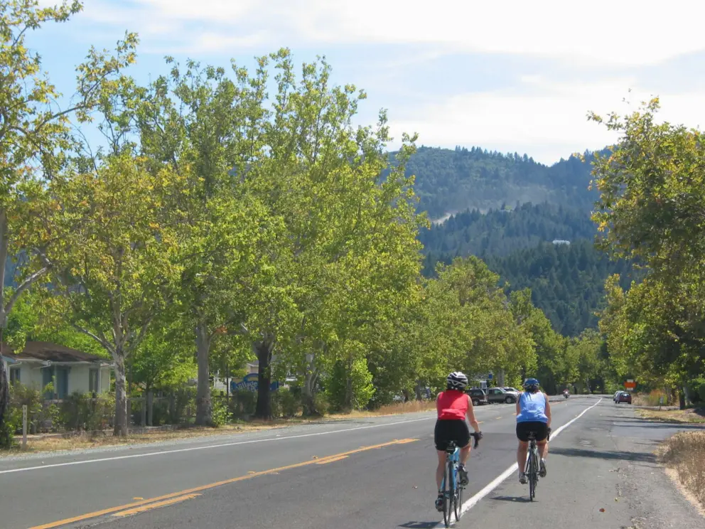 Tree-lined Highway 29, just north of Calistoga town.