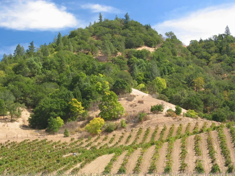Vineyards along Highway 29, north of Calistoga town, just south of Tubbs Lane.