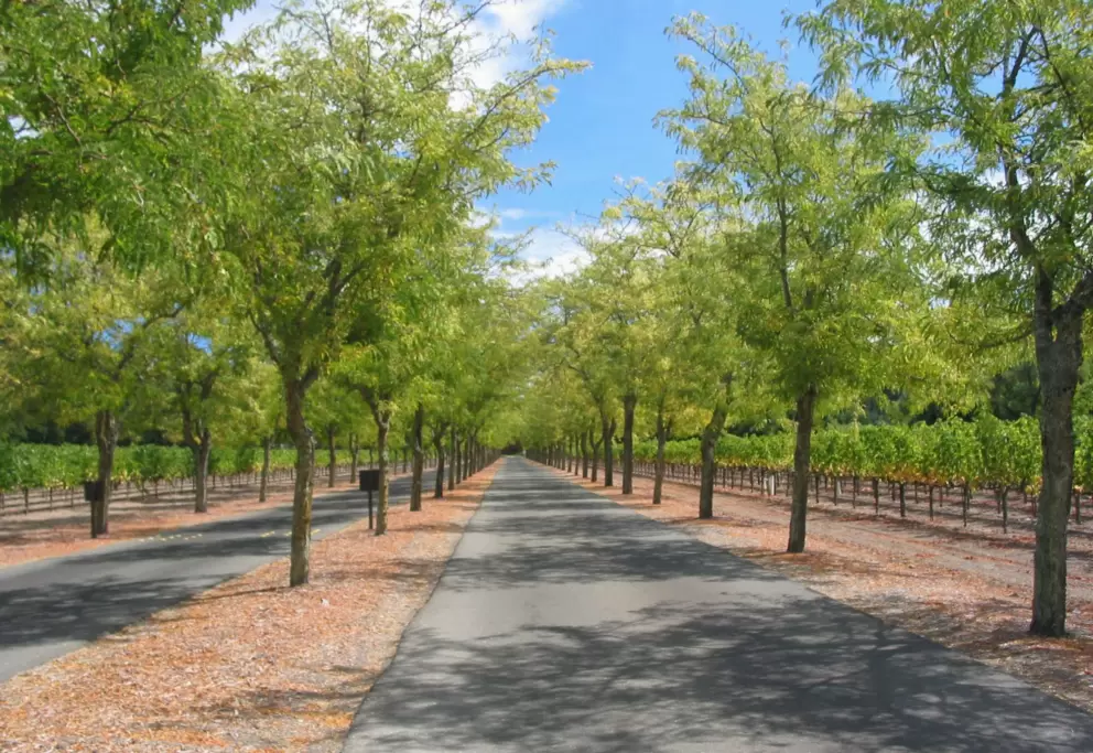Sterling's sparkling tree-lined driveway.