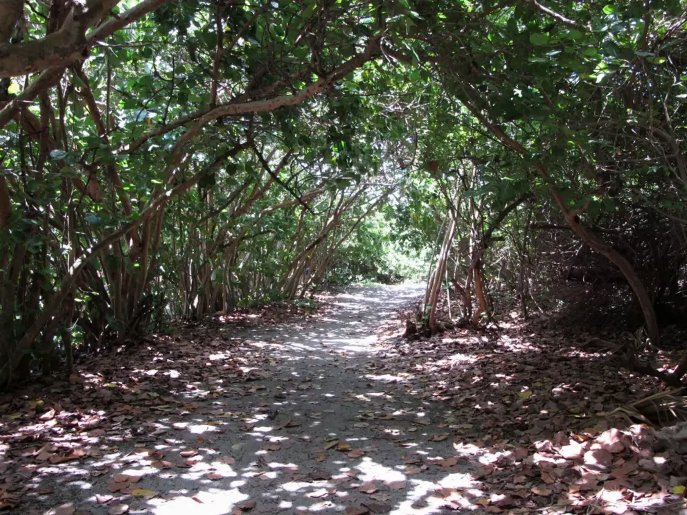 Pathway through seagrape forest.