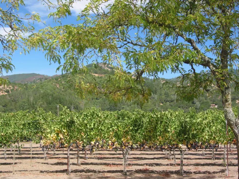 An abundance of grapes on the vine, seen as you enter Sterling's driveway.