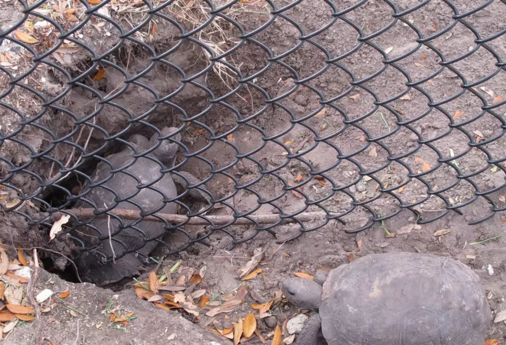 Gopher tortoises! At the bridge near the playground.