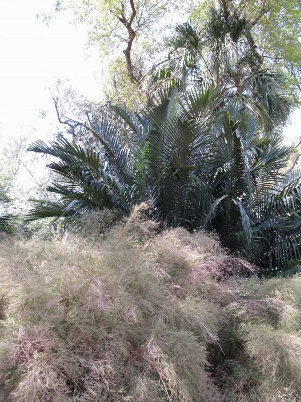 Strange fluffy plant!