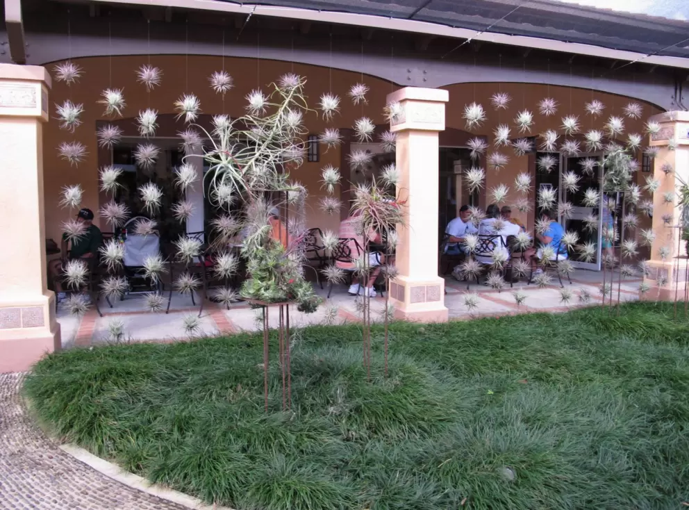 Love these plants hanging in the air near the cafe!