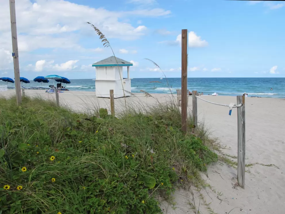 Sea oats at the beach entrance.