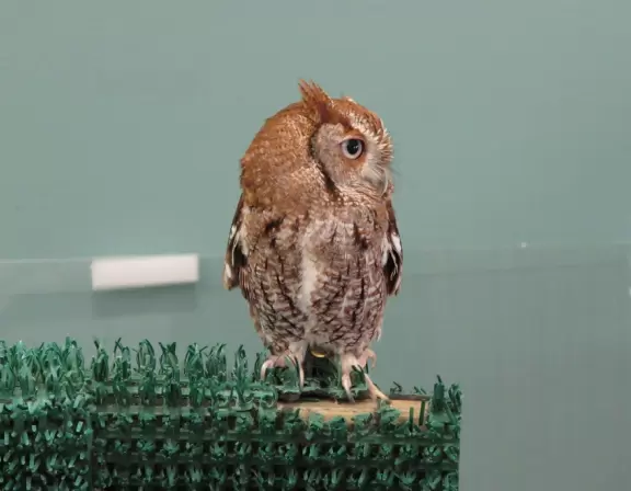 The little wide-eyed owl.