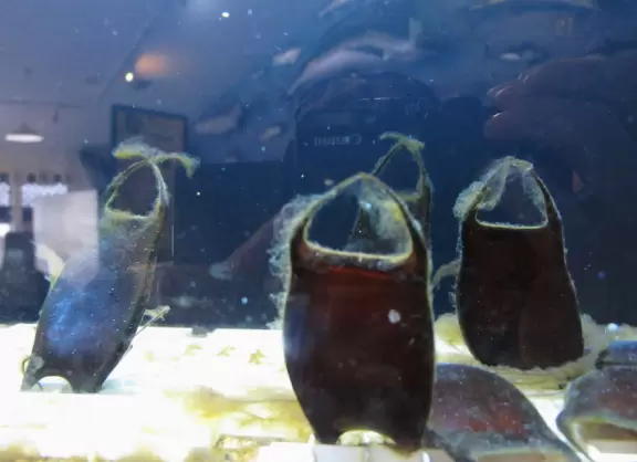 Beautiful nature center on Hutchinson Island, with nature trail on boardwalks, lagoon filled with sharks and game fish, stingrays you can feed by hand, and huge ocean deck with views around the island!