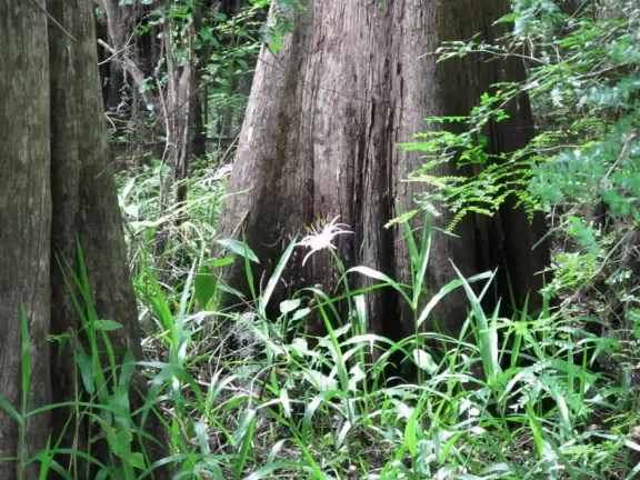 Gorgeous park for hiking along a shady boardwalk and seeing wildlife!