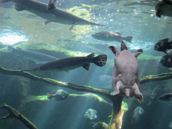 Wonderful aquarium with animals you've never seen before, and an outdoor splash park for kids.