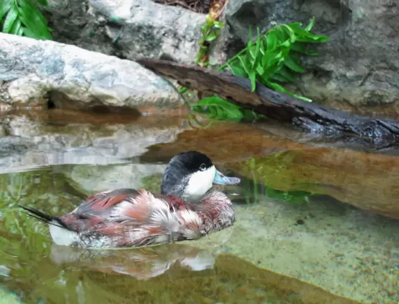 Wonderful aquarium with animals you've never seen before, and an outdoor splash park for kids.