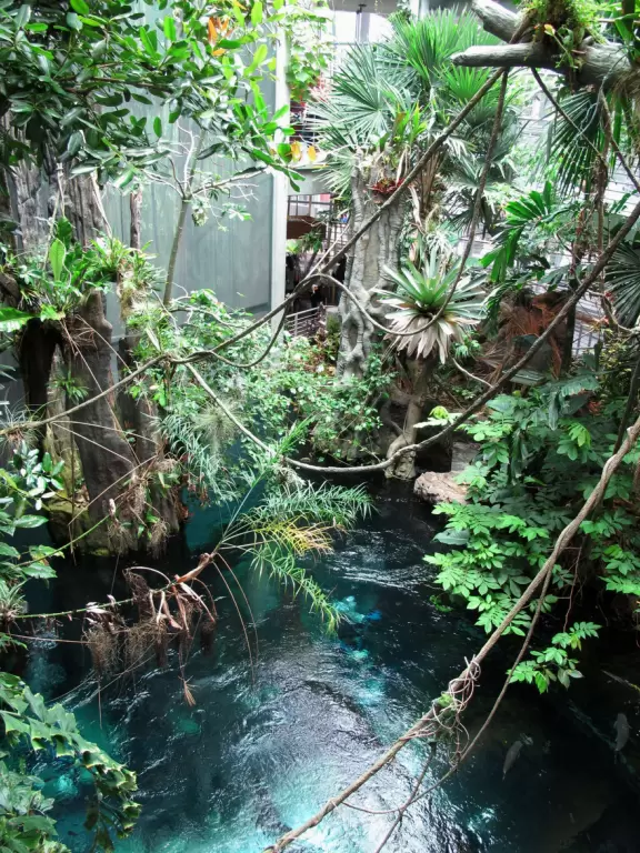 Vines and sapphire water in the rainforest exhibit.