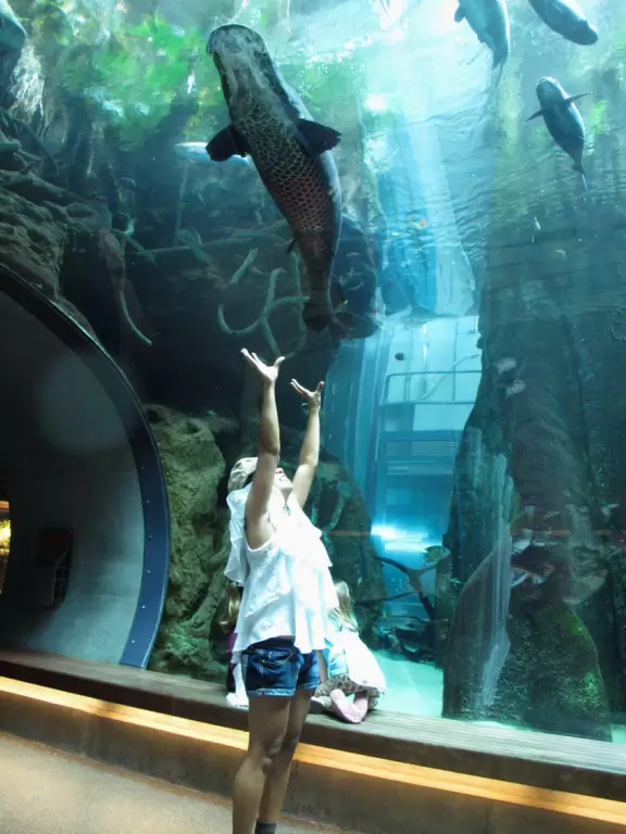 A girl stretches toward a huge fish in the rainforest tank.
