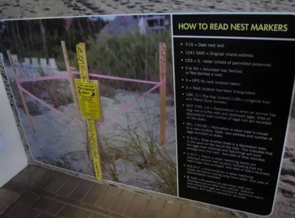 A sign that tells you how to read turtle nest markers.