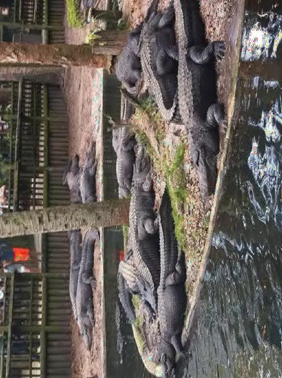 Alligators relaxing on the shore.