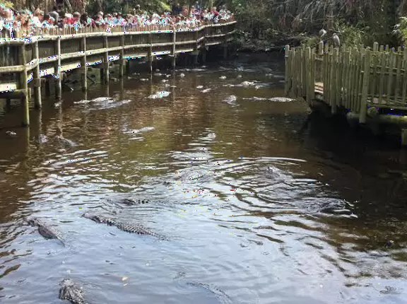The lagoon filled with alligators.