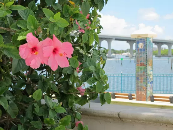 Pink hibiscus with bridge behind.