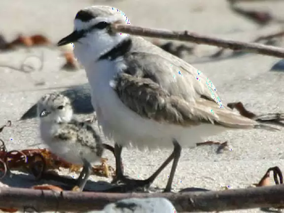 A walk along a clifftop to a popular surfing area with gorgeous sand dunes and exotic plants.