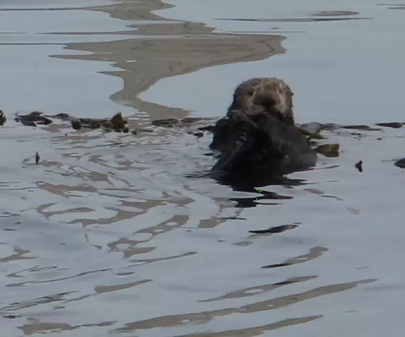 Coleman Park Harborwalk (sea otters!), Morro Bay