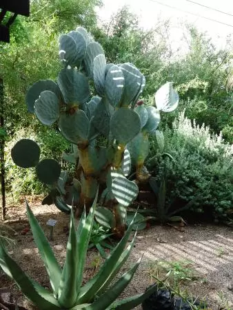Lovely gardens with many cute areas and unusual plants.