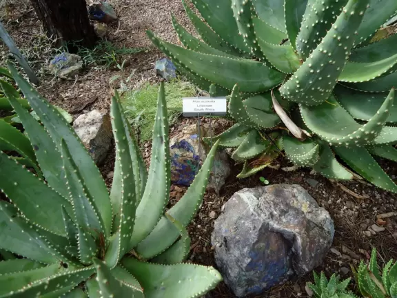 South African aloe.