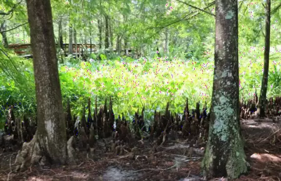 Tropical botanical garden with huge magnificent trees and animal sanctuary.