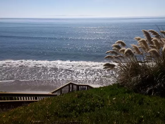 A walk along a clifftop to a popular surfing area with gorgeous sand dunes and exotic plants.