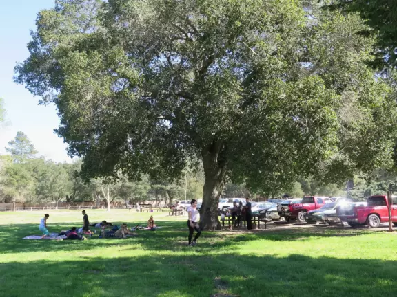 A large family picnic under a lovely tree, in the park.