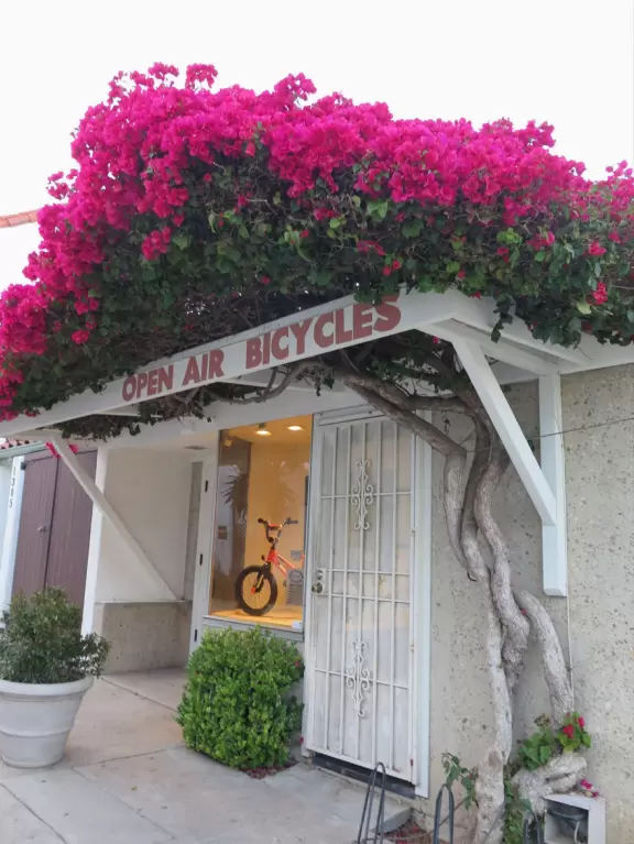 Open Air Bicycles and its amazing bougainvillea.