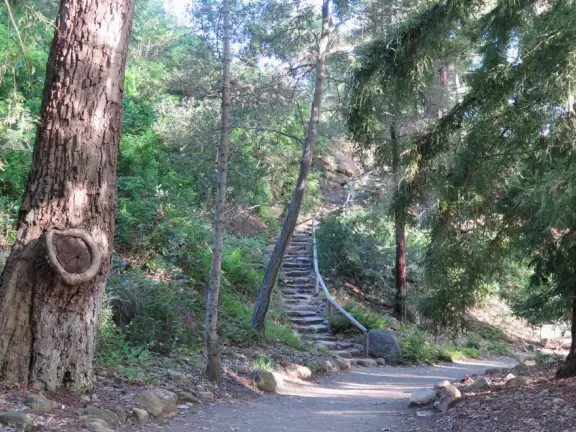 Great for a hike amongst redwoods, gnarled oaks, and deciduous trees.