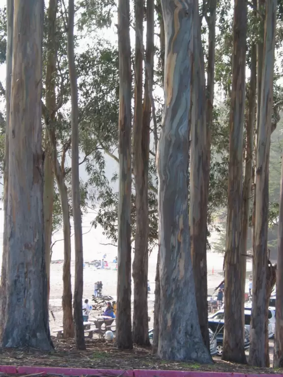 Magical beach with lagoon, pier, and eucalyptus forest. Hearst Ranch Winery overlooking the sea. Old schoolhouse.