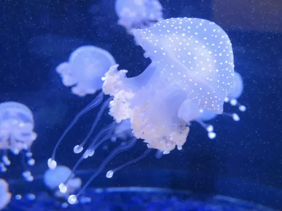 Australian Spotted Jellyfish.