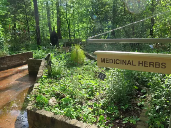 Herb garden.