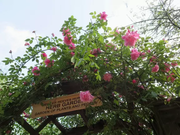 Roses at the herb garden entrance.