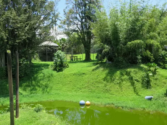 The white tigers have a nice enclosure.