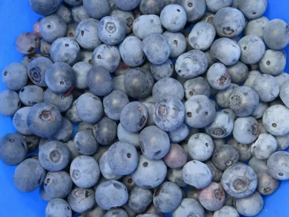 Lovely clearing of land in the forest with tall blueberry bushes for picking!