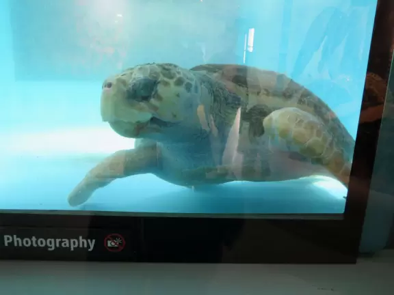 Excellent, but expensive, aquarium.