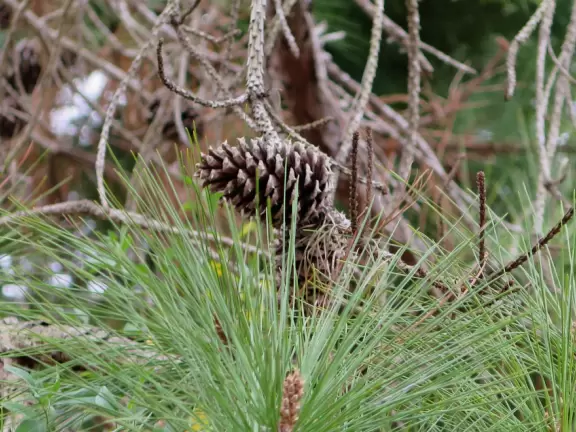 Pine cone.